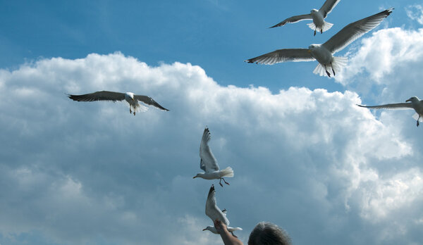 Feeding the seagull with blue sky and clouds