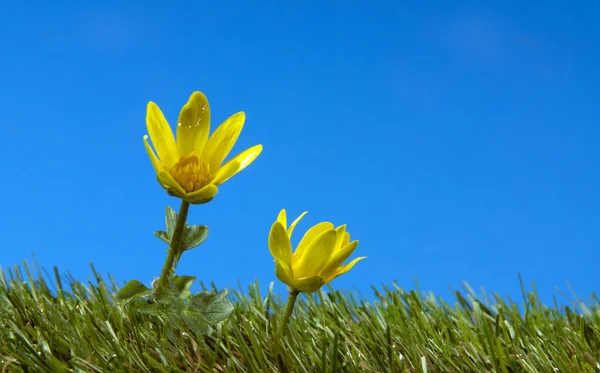 푸른 잔디에 노란색 꽃 — 스톡 사진
