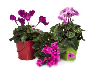 Pink and purple cyclame flowers