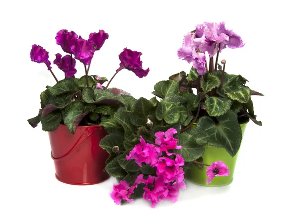 Pink and purple cyclame flowers — Stock Photo, Image