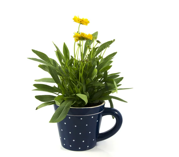 Yellow daisy isolated on white in blue cup — Stock Photo, Image