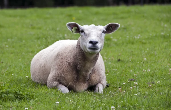 Schafe im Gras — Stockfoto