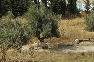 Israel landscape with sheep in the field clipart