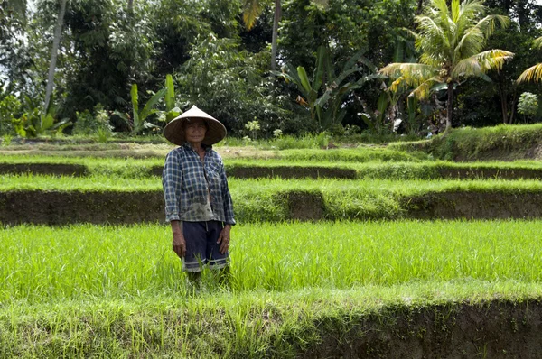 Woman in rice field — Stock Photo, Image
