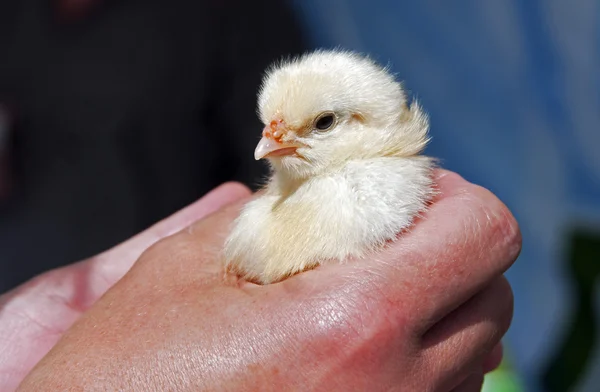 Young chicken in hand — Stock Photo, Image