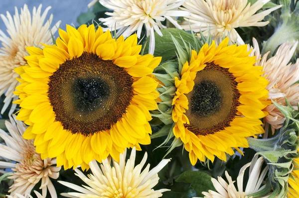 Gele chrysanteum en zonnebloemen — Stockfoto