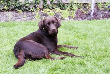 Genç kahverengi labrador