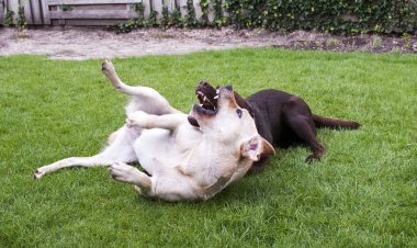 kahverengi ve beyaz labrador oyun