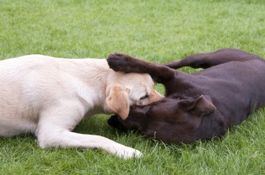 kahverengi ve beyaz labrador oyun