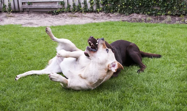 stock image Brown and white labrador play