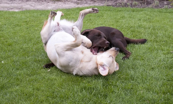 Brown and white labrador play — Stock Photo, Image