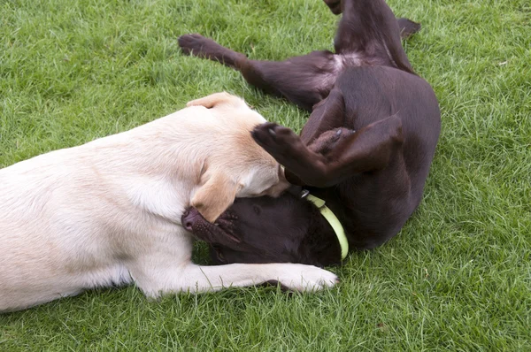 Bruine en witte labrador spelen — Stockfoto