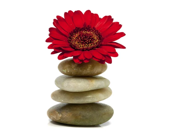Pedras com flor vermelha — Fotografia de Stock