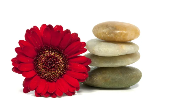 Pedras com flor vermelha — Fotografia de Stock