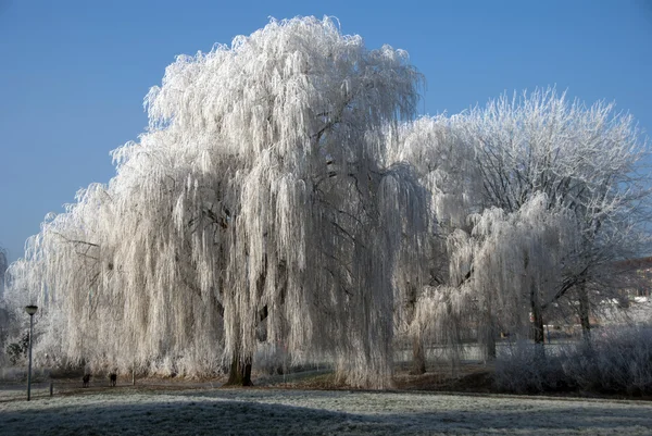 Zima v holand — Stock fotografie