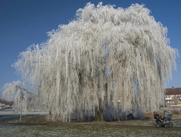 Зима в Голландии — стоковое фото