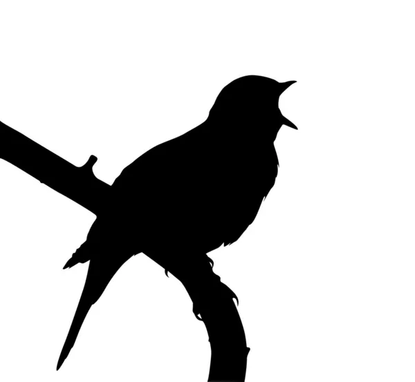 Птичий вектор — стоковый вектор