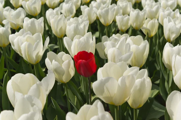 Tulipano rosso . Foto Stock Royalty Free