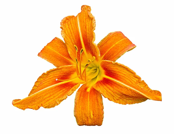橙色黄花菜 — 图库照片