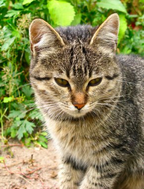 Avrupa kedi yakın çekim