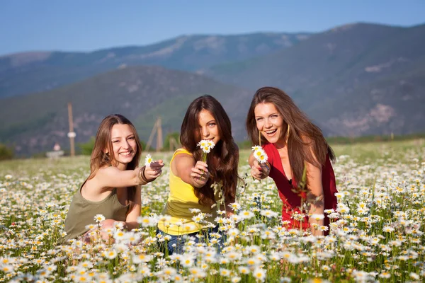Tres chicas en el campo de manzanilla — Foto de Stock