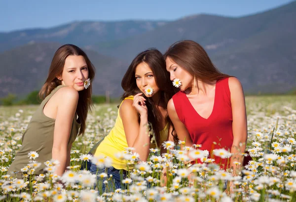 Три девушки на ромашковом поле — стоковое фото