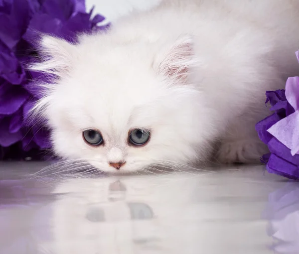 Britská krátkosrstá kotě — Stock fotografie