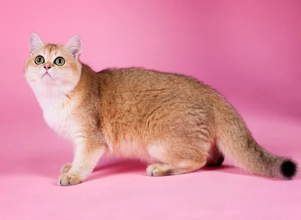 Brytyjski krótkowzroczny kot — Zdjęcie stockowe