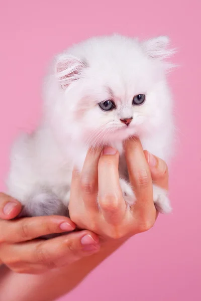 British shorthair kitten — Stock Photo, Image