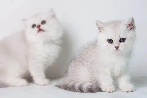 Короткие котята Великобритании — стоковое фото