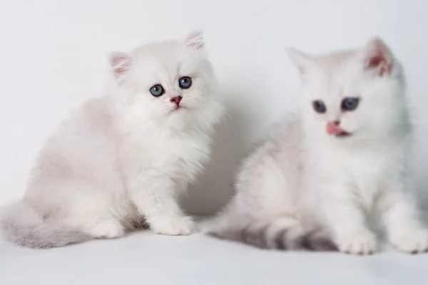 Короткие котята Великобритании — стоковое фото