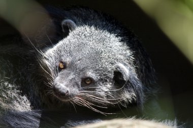 Binturong clipart