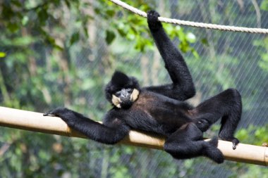 istirahat gibbon