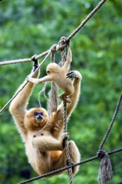 Gibbon mother and baby clipart