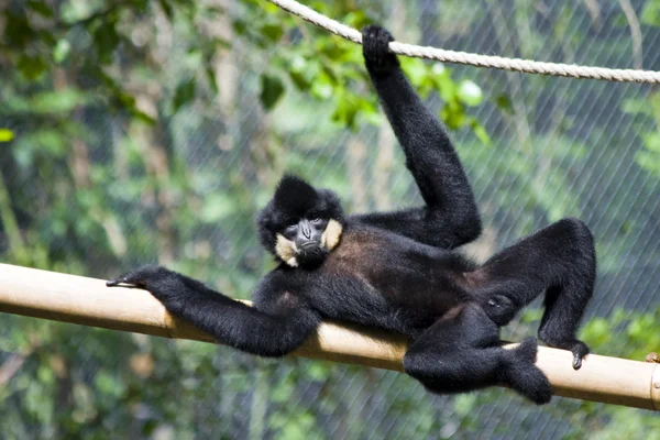 istirahat gibbon