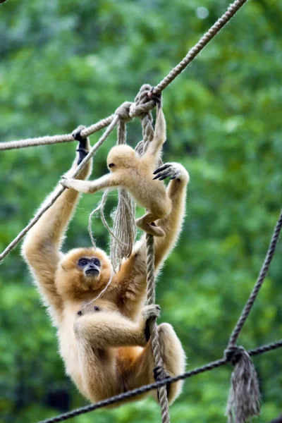 stock image Gibbon mother and baby