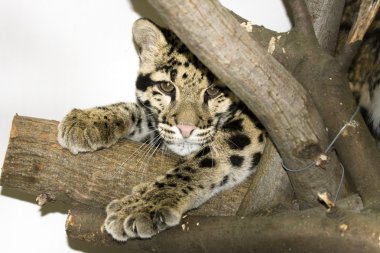 Clouded leopard clipart