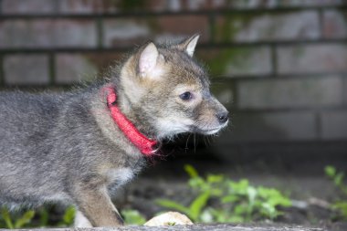 Altın çakal köpek yavrusu