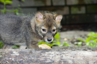 Altın çakal köpek yavrusu