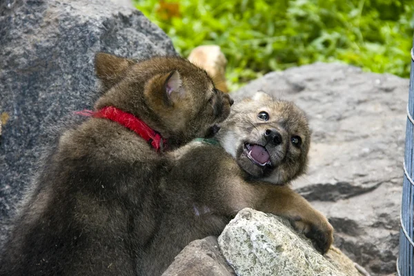 Fighting golden jackal puppies — Stock Photo, Image