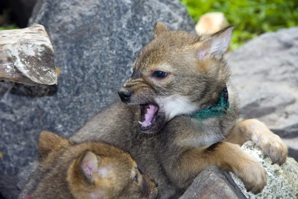Fighting golden jackal puppies — Stock Photo, Image