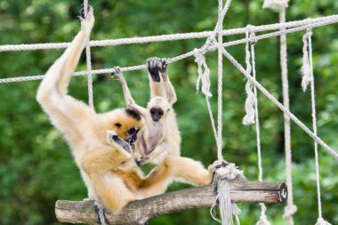 Sarı yanaklı gibbon bebek