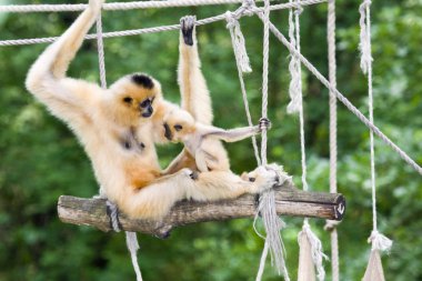 Sarı yanaklı gibbon bebek