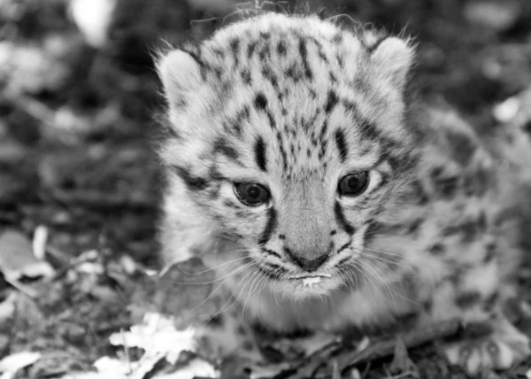Petit léopard des neiges — Photo