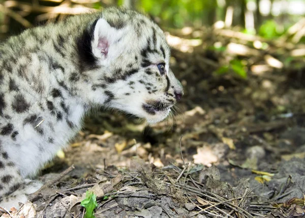 Snow leopard mládě — Stock fotografie