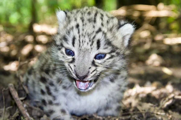 Petit léopard des neiges — Photo