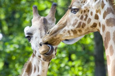 Giraffe kiss clipart