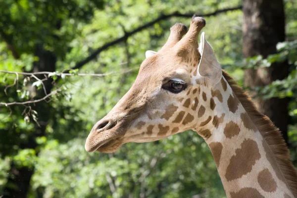 Кордофанский жираф — стоковое фото