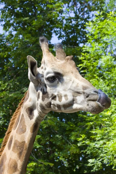 Giraffe язик — стокове фото