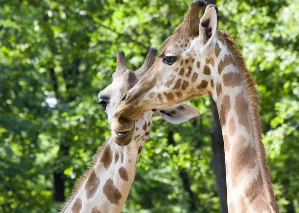Giraffe friendship — Stock Photo, Image